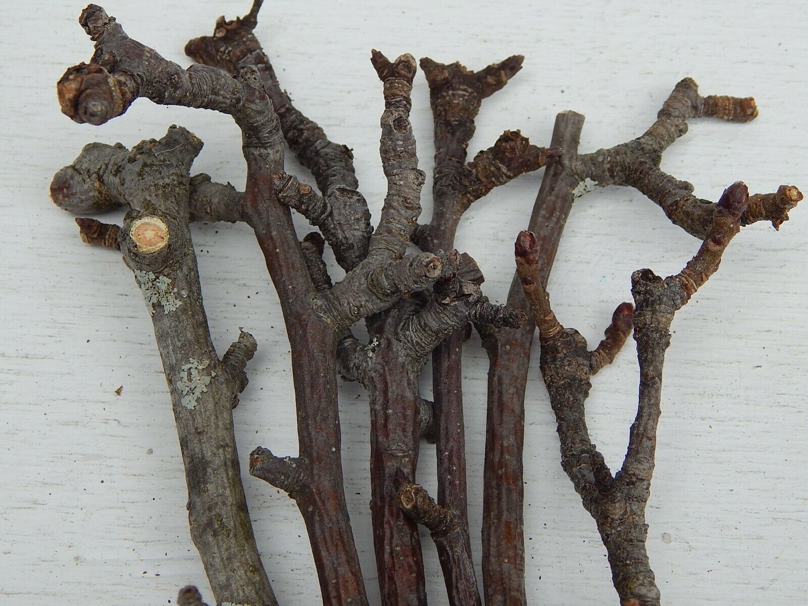 100 Apple Natural Tree Branches Wood Sticks Twigs 1/4~5/8"d 4~7"l